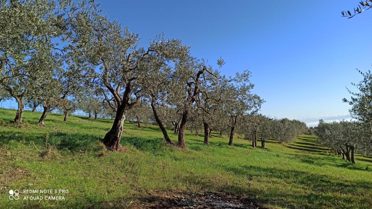 Rocca Degli Olivi Bed & Breakfast San Gimignano Luaran gambar